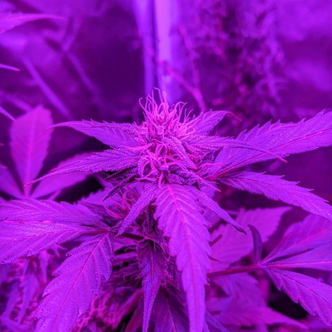 Sno-G Kush growlog timeline photo