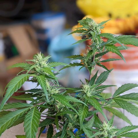 Sno-G Kush growlog timeline photo