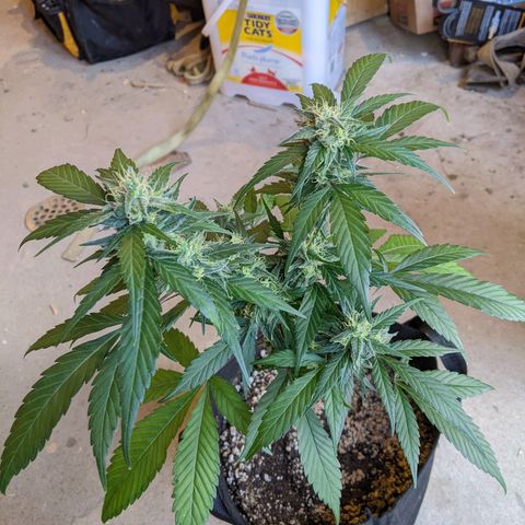 Sno-G Kush growlog timeline photo