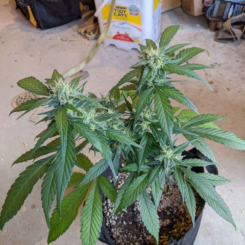 Sno-G Kush growlog timeline photo