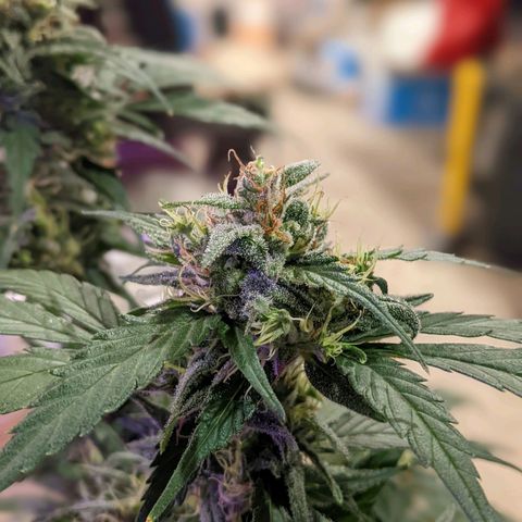 Sno-G Kush growlog timeline photo