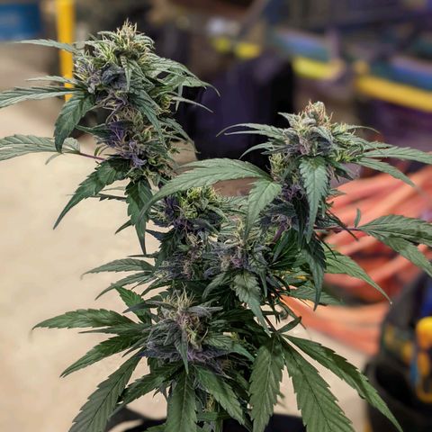 Sno-G Kush growlog timeline photo
