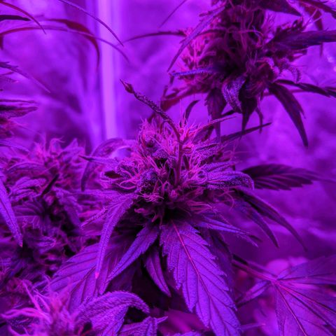 Sno-G Kush growlog photo: Buds forming shoots 