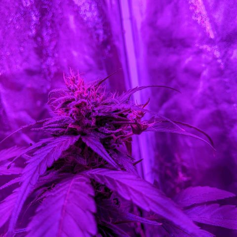 Sno-G Kush growlog photo: Buds forming shoots 