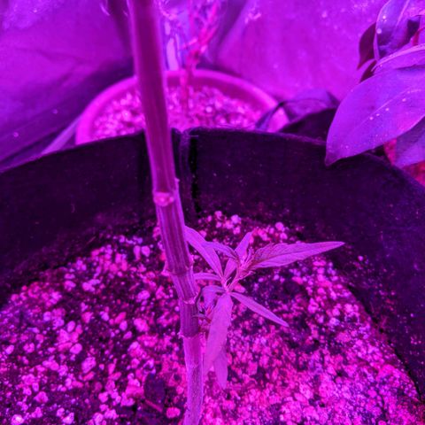 Sno-G Kush growlog timeline photo