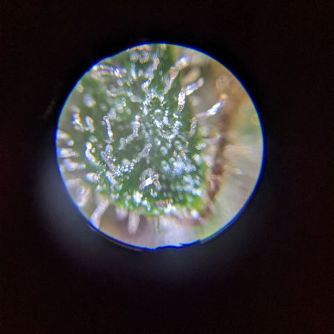 Sno-G Kush growlog photo: A shot of one of the main colas as well as a few trichy shots 