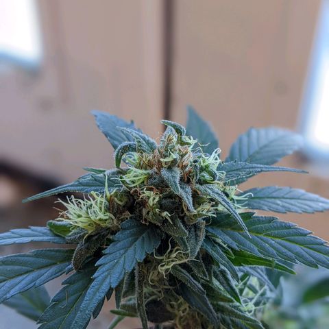 Sno-G Kush growlog photo: A shot of one of the main colas as well as a few trichy shots 