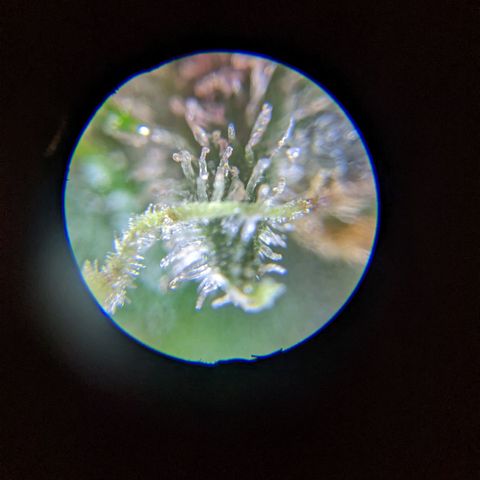 Sno-G Kush growlog photo: A shot of one of the main colas as well as a few trichy shots 