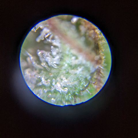 Sno-G Kush growlog photo: A shot of one of the main colas as well as a few trichy shots 