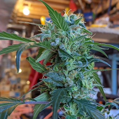 Sno-G Kush growlog photo: Trichs are mostly cloudy on outter flowers. Plant will start dark cycle 