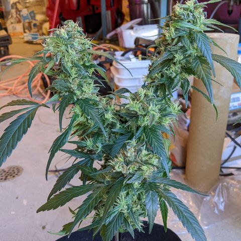 Sno-G Kush growlog photo: Trichs are mostly cloudy on outter flowers. Plant will start dark cycle 