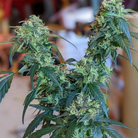 Sno-G Kush growlog photo: Trichs are mostly cloudy on outter flowers. Plant will start dark cycle 