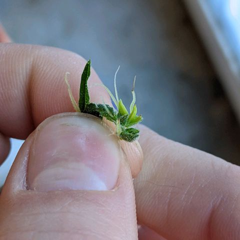 Sno-G Kush growlog photo: Banana found