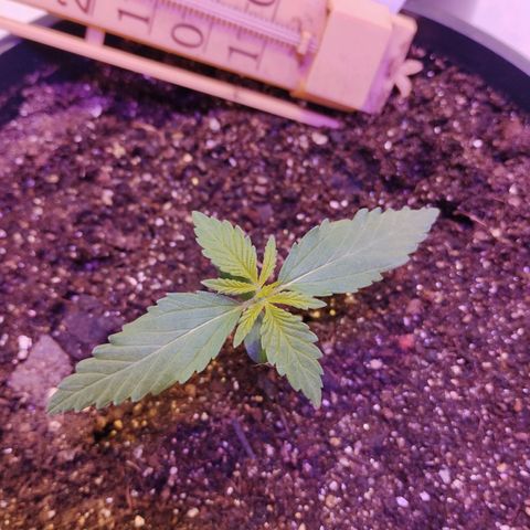 Auto Critical Orange Punch 01/08/2023 growlog timeline photo