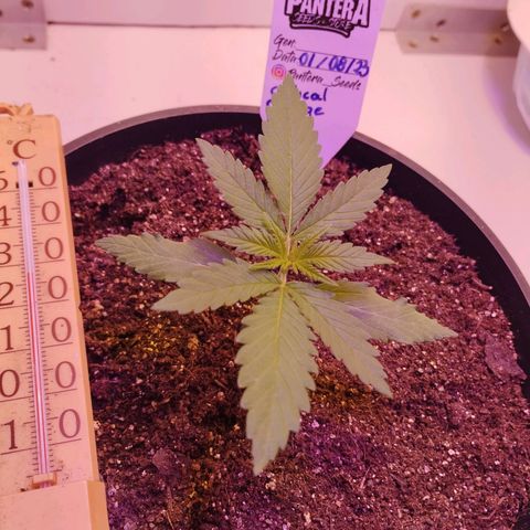 Auto Critical Orange Punch 01/08/2023 growlog timeline photo