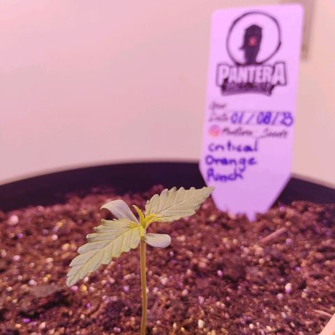 Auto Critical Orange Punch 01/08/2023 growlog timeline photo
