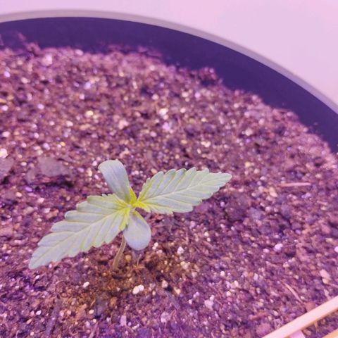 Auto Critical Orange Punch 01/08/2023 growlog timeline photo