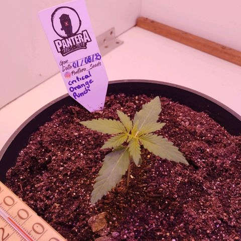 Auto Critical Orange Punch 01/08/2023 growlog timeline photo