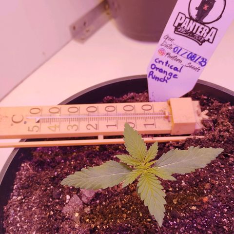 Auto Critical Orange Punch 01/08/2023 growlog timeline photo