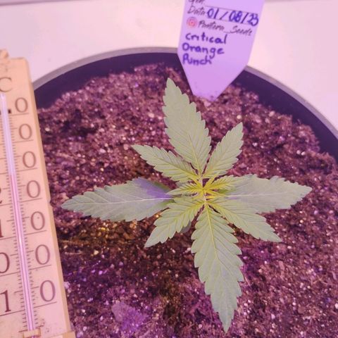 Auto Critical Orange Punch 01/08/2023 growlog timeline photo
