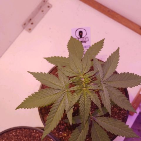 Auto Critical Orange Punch 01/08/2023 growlog timeline photo