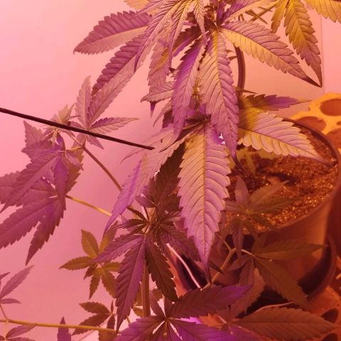 Auto Critical Orange Punch 01/08/2023 growlog timeline photo