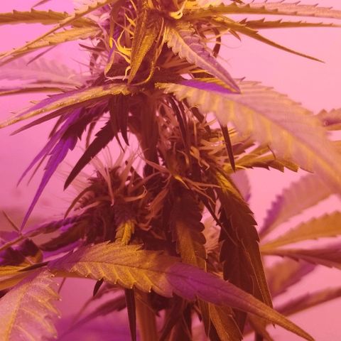 Auto Critical Orange Punch 01/08/2023 growlog timeline photo