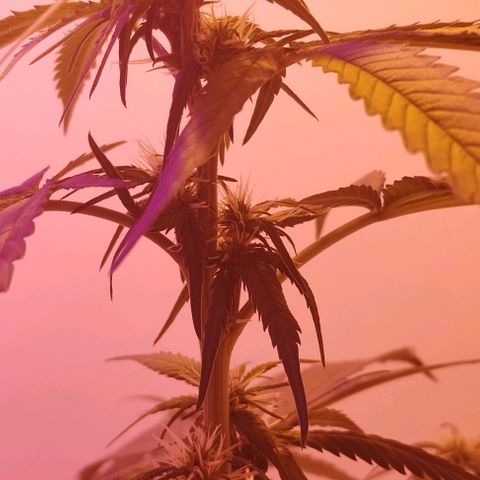 Auto Critical Orange Punch 01/08/2023 growlog timeline photo