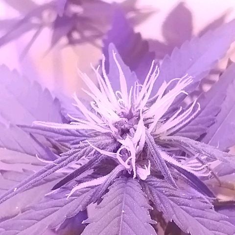 Auto Critical Orange Punch 01/08/2023 growlog timeline photo