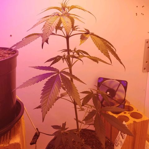 Auto Critical Orange Punch 01/08/2023 growlog timeline photo