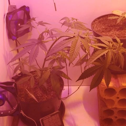 Auto Critical Orange Punch 01/08/2023 growlog timeline photo