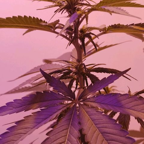 Auto Critical Orange Punch 01/08/2023 growlog timeline photo