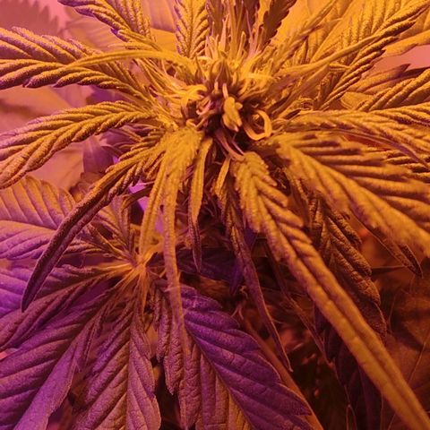Auto Critical Orange Punch 01/08/2023 growlog timeline photo