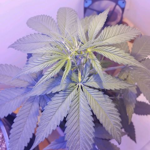 Auto Critical Orange Punch 01/08/2023 growlog timeline photo
