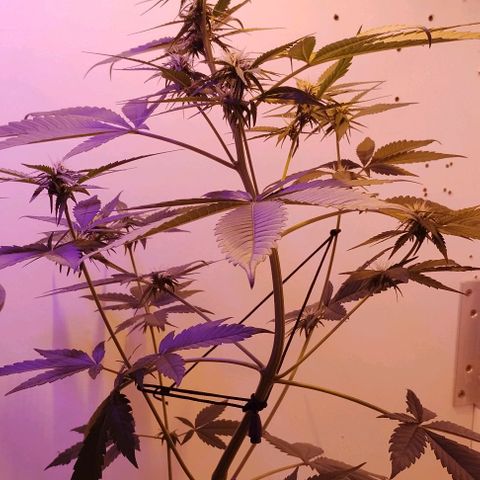 Auto Critical Orange Punch 01/08/2023 growlog timeline photo