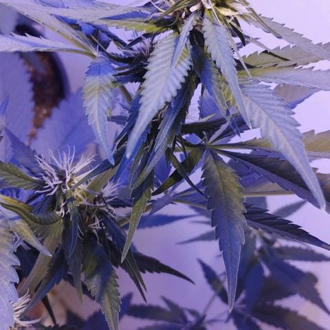 Auto Critical Orange Punch 01/08/2023 growlog timeline photo