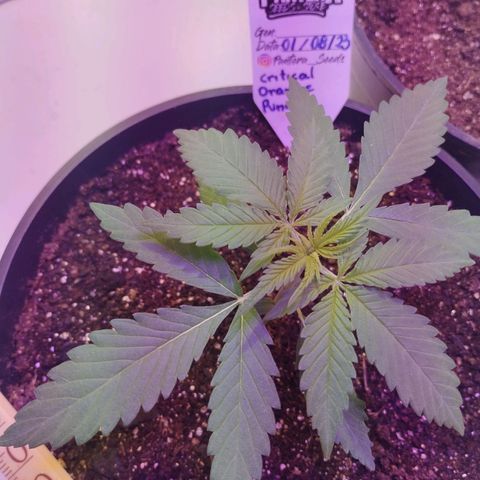 Auto Critical Orange Punch 01/08/2023 growlog timeline photo