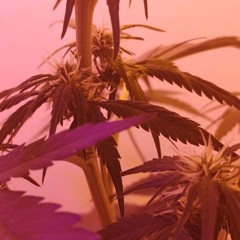Auto Critical Orange Punch 01/08/2023 growlog timeline photo