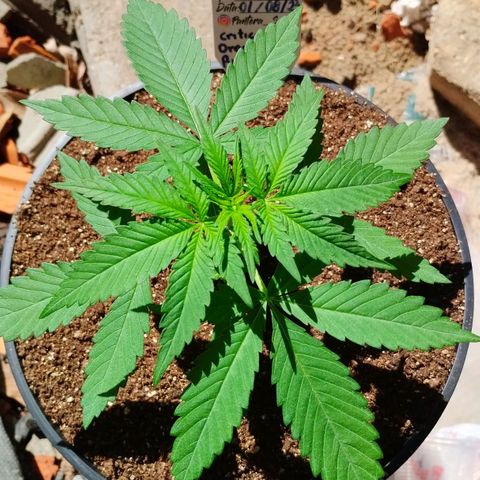 Auto Critical Orange Punch 01/08/2023 growlog timeline photo