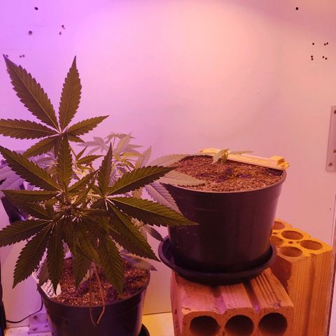 Auto Critical Orange Punch 01/08/2023 growlog timeline photo