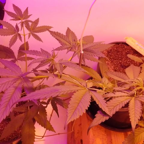 Auto Critical Orange Punch 01/08/2023 growlog timeline photo