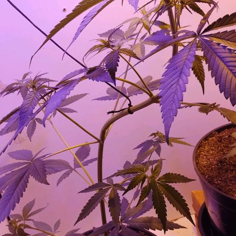 Auto Critical Orange Punch 01/08/2023 growlog timeline photo