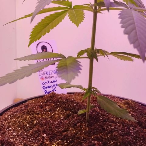 Auto Critical Orange Punch 01/08/2023 growlog timeline photo