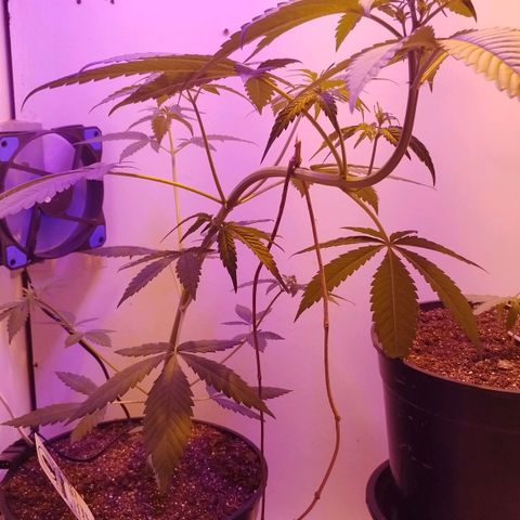 Auto Critical Orange Punch 01/08/2023 growlog timeline photo