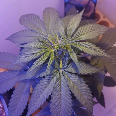 Auto Critical Orange Punch 01/08/2023 growlog timeline photo