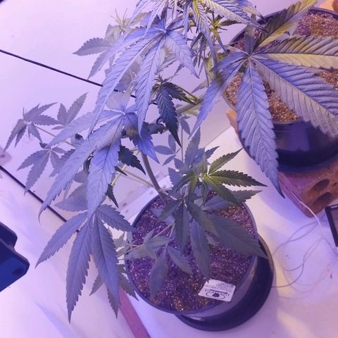 Auto Critical Orange Punch 01/08/2023 growlog timeline photo