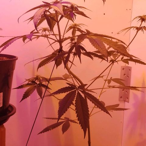 Auto Critical Orange Punch 01/08/2023 growlog timeline photo