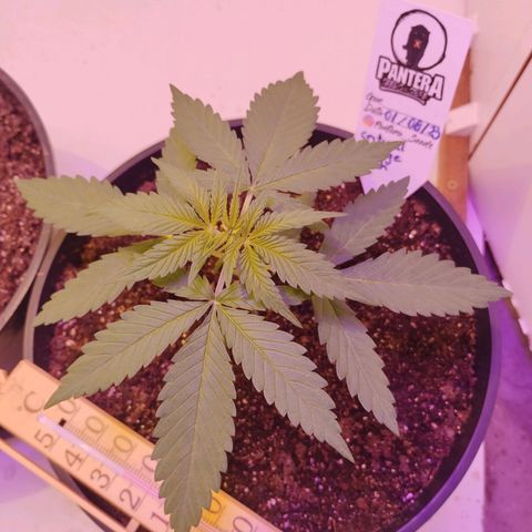Auto Critical Orange Punch 01/08/2023 growlog timeline photo