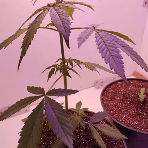 Auto Critical Orange Punch 01/08/2023 growlog timeline photo