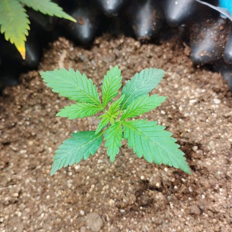Auto Critical Orange Punch 01/08/2023 growlog timeline photo